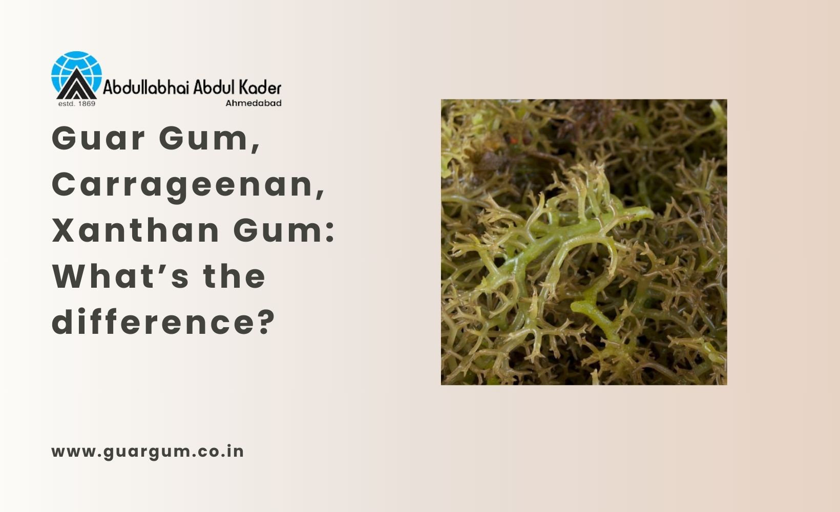 Guar Gum