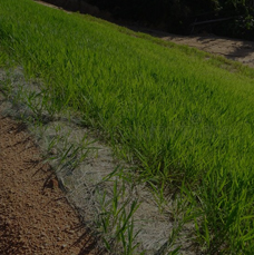 Guar Gum Powder for Grass Growing / Erosion Control
