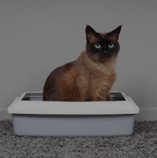 Guar Gum Powder Used in Cat litter