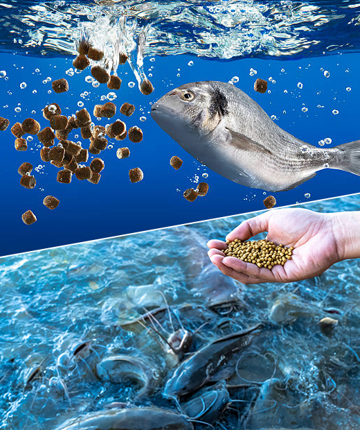 Guar Gum Powder for Fish Feeds