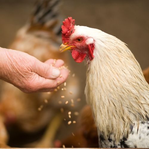 Animal Feed: A Sustainable Solution for Livestock Nutrition