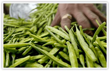 Guar Gum Supplier