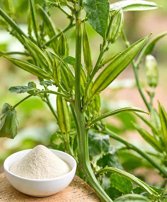 Guar plant