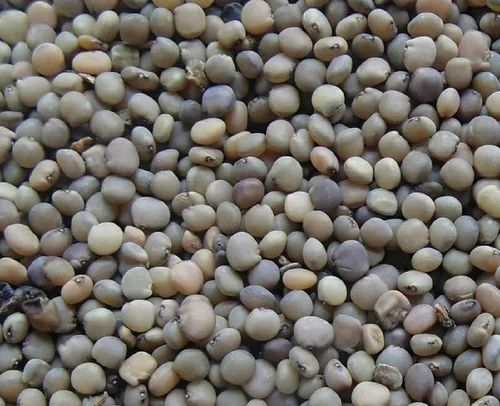 Guar Seeds: A Nutritional Powerhouse